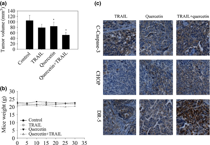 Quercetin enhances apoptotic effect of tumor necrosis factor-related apoptosis-inducing ligand (TRAIL) in ovarian cancer cells through reactive oxygen species (ROS) mediated CCAAT enhancer-binding protein homologous protein (CHOP)-death receptor 5 pathway