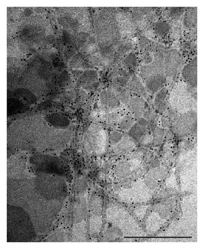 Details are in the caption following the image