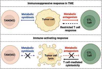 Metabolic Dialogue Shapes Immune Response in the Tumor Microenvironment