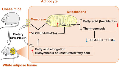 Dietary Eicosapentaenoic Acid Containing Phosphoethanolamine Plasmalogens Remodels the Lipidome of White Adipose Tissue and Suppresses High-Fat Diet Induced Obesity in Mice