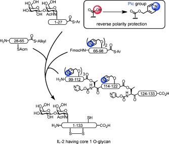 Chemical Synthesis of O-Glycosylated Human Interleukin-2 by the Reverse Polarity Protection Strategy