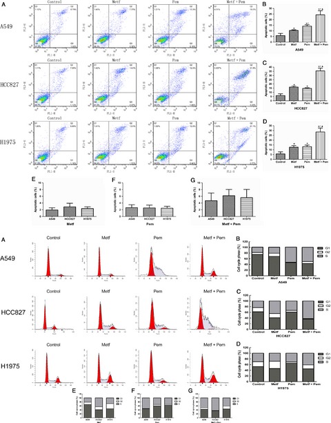 Metformin synergistic pemetrexed suppresses non-small-cell lung cancer cell proliferation and invasion in vitro