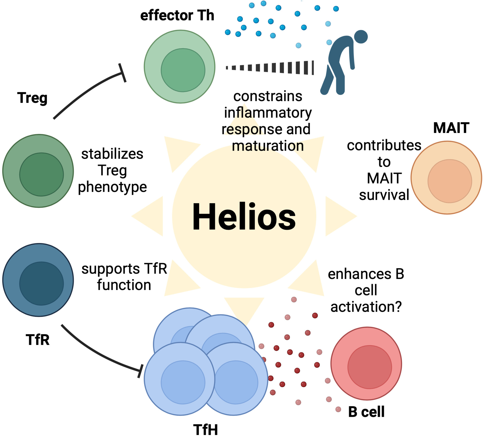Helios—Illuminating the way for lymphocyte self-control