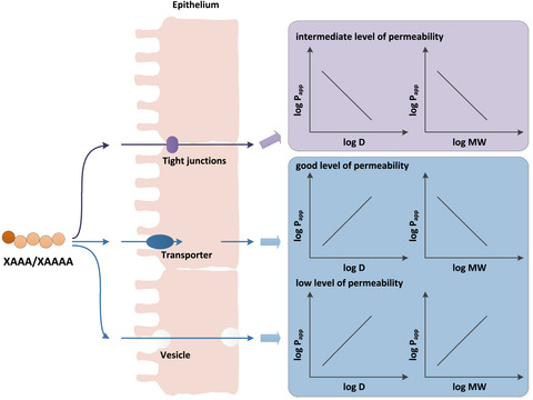 Effects of hydrophobicity and molecular weight on the transport permeability of oligopeptides across Caco-2 cell monolayers