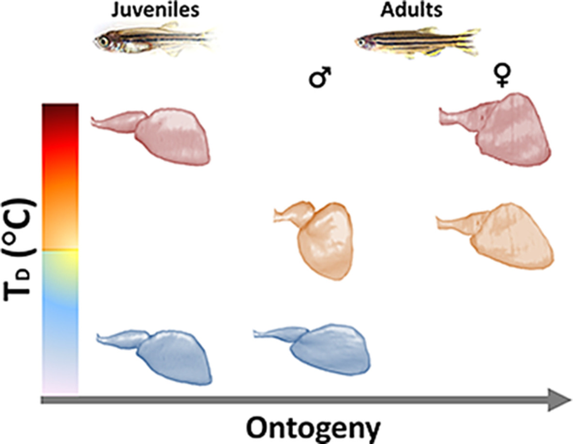 3D heart morphological changes in response to developmental temperature in zebrafish: More than ventricle roundness