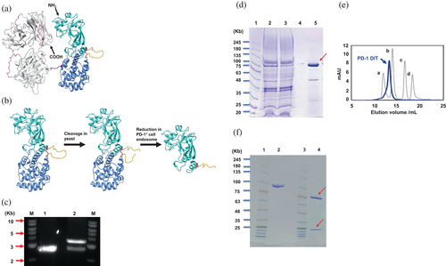 Details are in the caption following the image Details are in the caption following the image