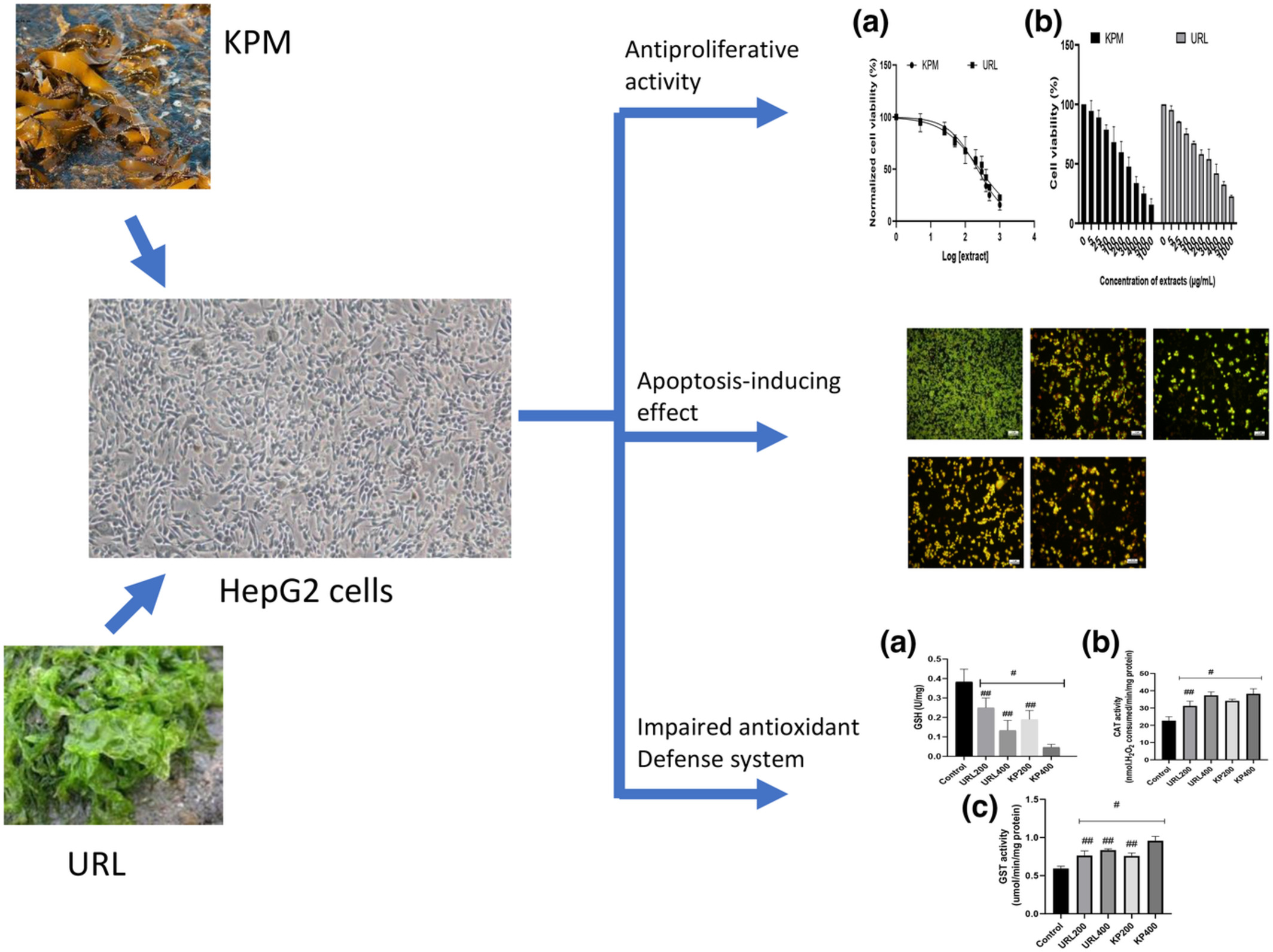 Antiproliferative and apoptosis-inducing effects of aqueous extracts from Ecklonia maxima and Ulva rigida on HepG2 cells