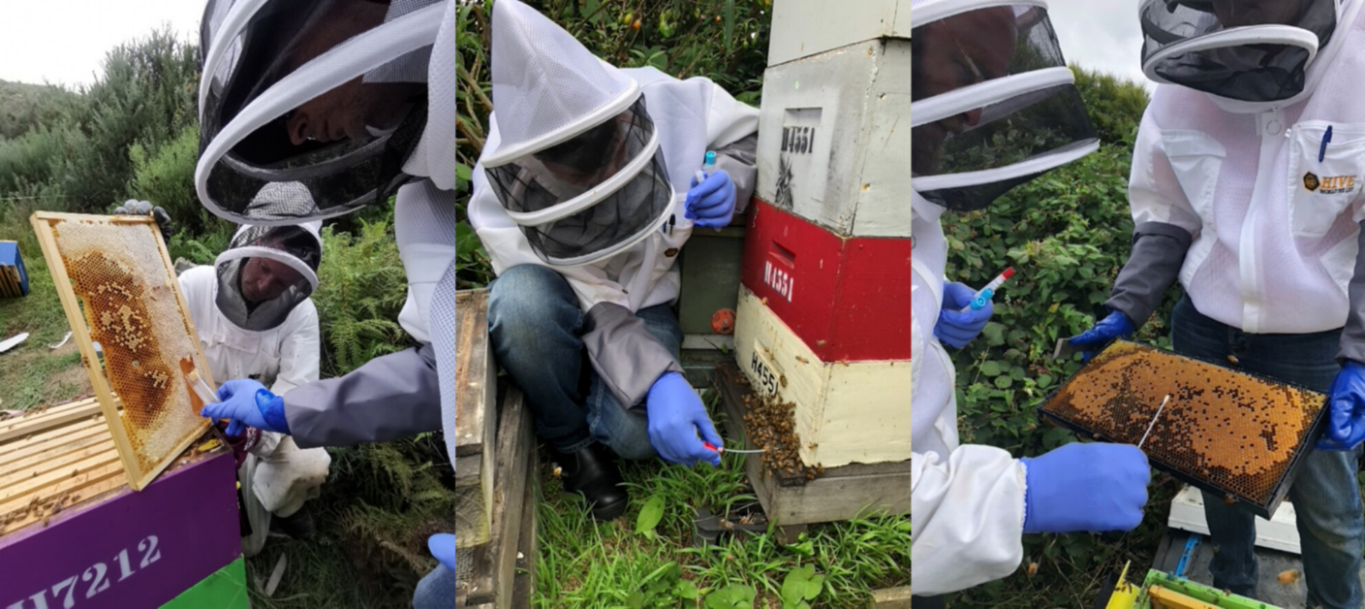 Environmental DNA Methods for Detection of Varroa destructor in Honey Bee (Apis mellifera) Hives