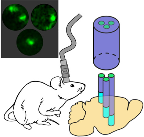 Multisite cell- and neural-dynamics-resolving deep brain imaging in freely moving mice with implanted reconnectable fiber bundles