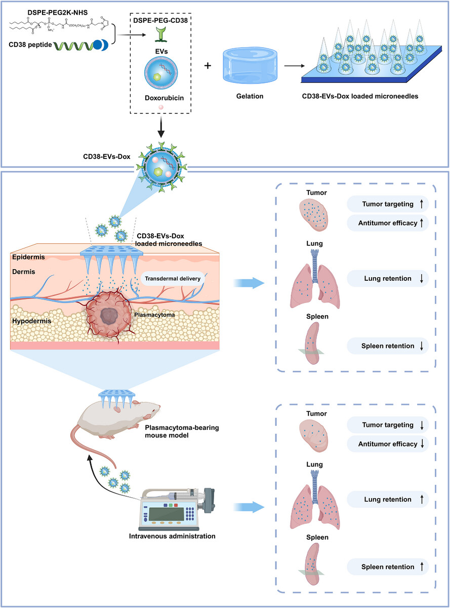 Targeting capacity, safety and efficacy of engineered extracellular vesicles delivered by transdermal microneedles to treat plasmacytoma in mice