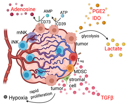 Arrested development: suppression of NK cell function in the tumor microenvironment