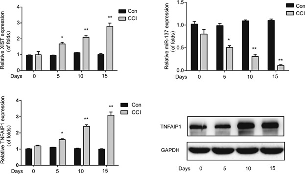 Effects of XIST/miR-137 axis on neuropathic pain by targeting TNFAIP1 in a rat model