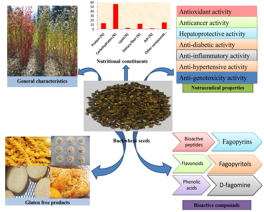 Nutritional and bioactive characteristics of buckwheat, and its potential for developing gluten-free products: An updated overview