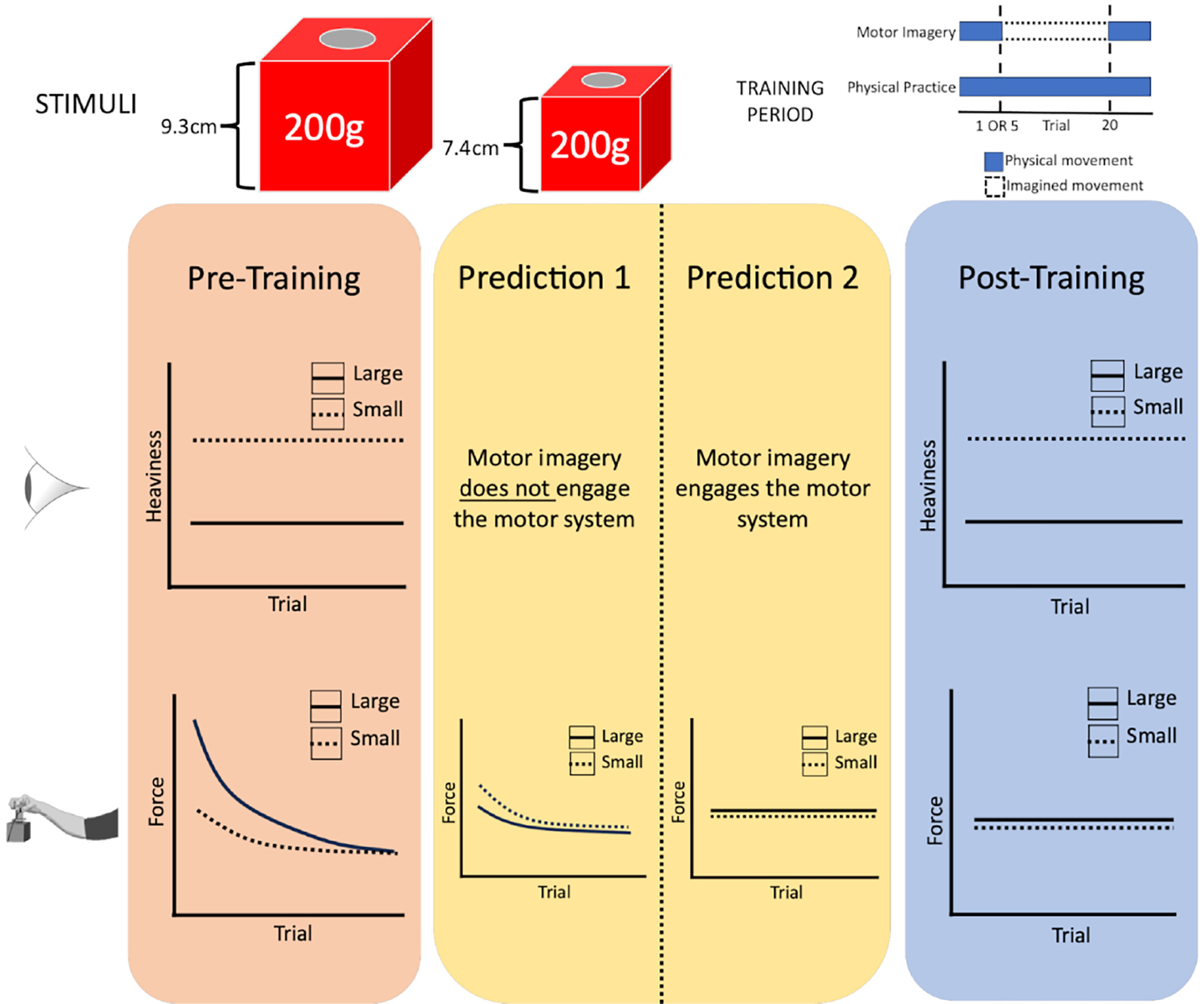 Perceptual and Motor Processes in Motor Imagery