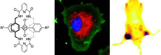 Squaraine Rotaxanes: Superior Substitutes for Cy-5 in Molecular Probes for Near-Infrared Fluorescence Cell Imaging