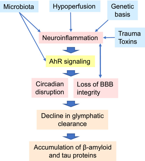 Aryl hydrocarbon receptor impairs circadian regulation in Alzheimer's disease: Potential impact on glymphatic system dysfunction