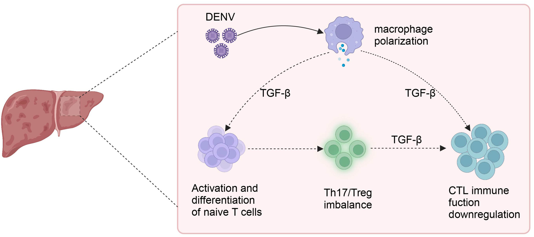 Single-cell sequencing reveals the features of adaptive immune responses in the liver of a mouse model of dengue fever