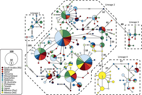 Pieces in a global puzzle: Population genetics at two whale shark aggregations in the western Indian Ocean