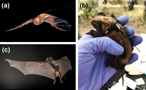 Details are in the caption following the image Details are in the caption following the image