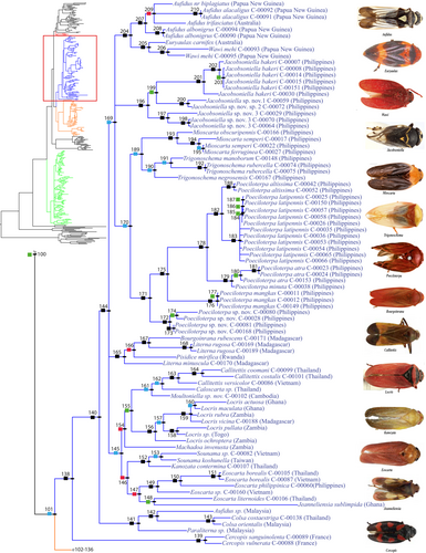 Details are in the caption following the image Details are in the caption following the image