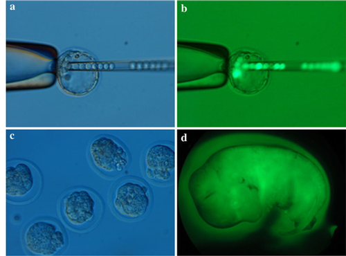 Details are in the caption following the image Details are in the caption following the image