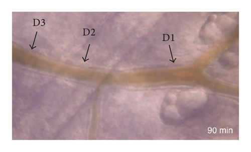 Details are in the caption following the image Details are in the caption following the image