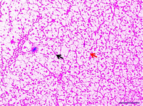 Details are in the caption following the image