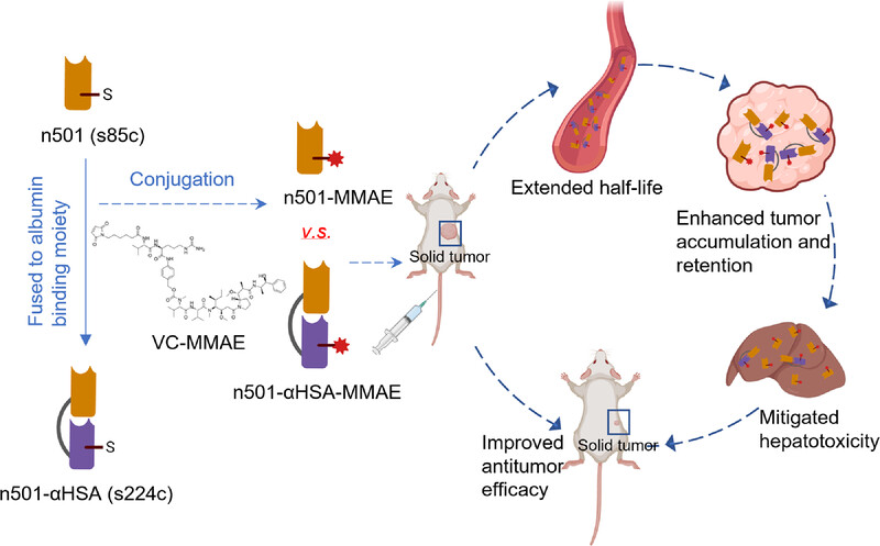 Half-life extension of single-domain antibody–drug conjugates by albumin binding moiety enhances antitumor efficacy