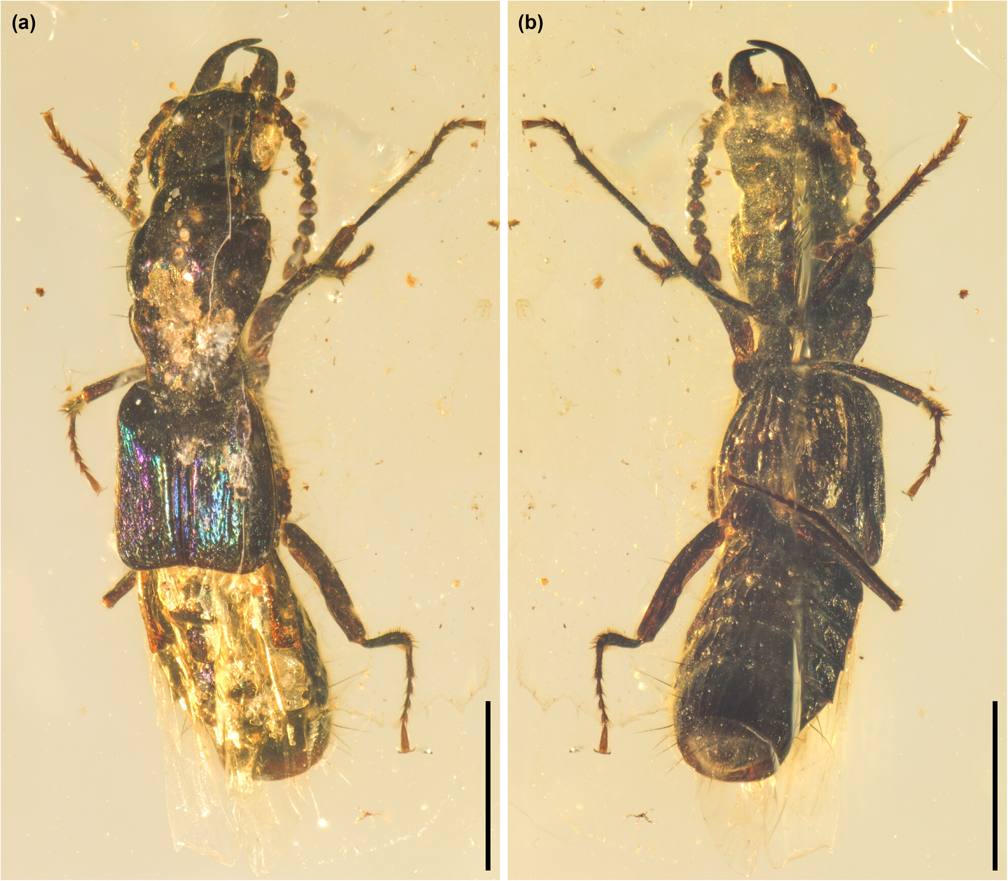 A new fossil species of the extant genus Vicelva from mid-Cretaceous Kachin amber (Coleoptera: Staphylinidae)