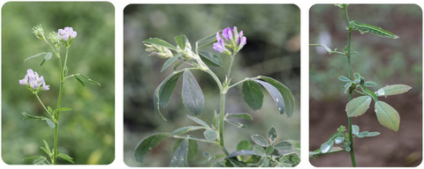 A domestic plant differs from its wild relative along multiple axes of within-plant trait variability and diversity