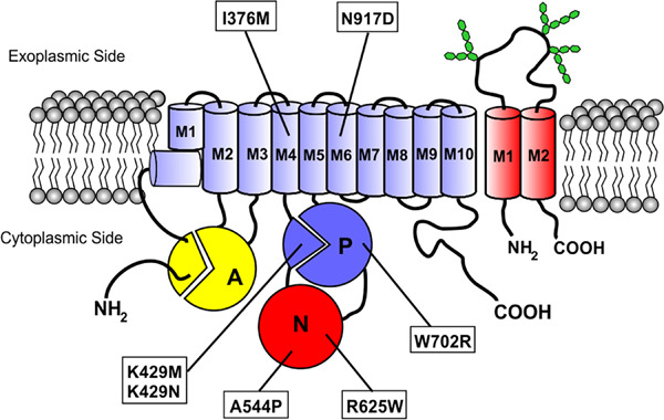 Expression and functional characterization of missense mutations in ATP8A2 linked to severe neurological disorders