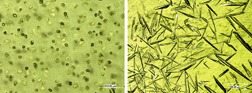Protein Composite Materials by Crystallization: Product and Process Design