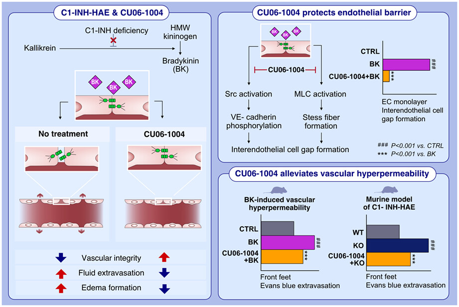 CU06-1004 alleviates vascular hyperpermeability in a murine model of hereditary angioedema by protecting the endothelium