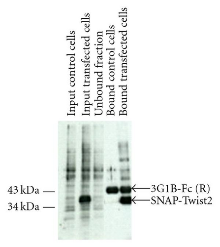Details are in the caption following the image