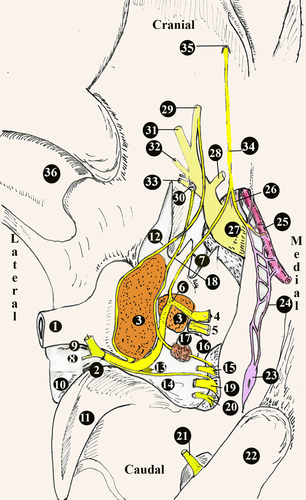 Details are in the caption following the image Details are in the caption following the image