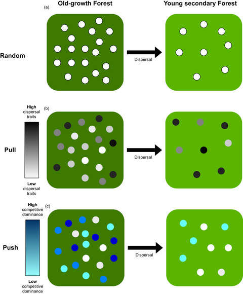 Recolonization of secondary forests by locally extinct fauna through the lens of range expansion: Four open questions