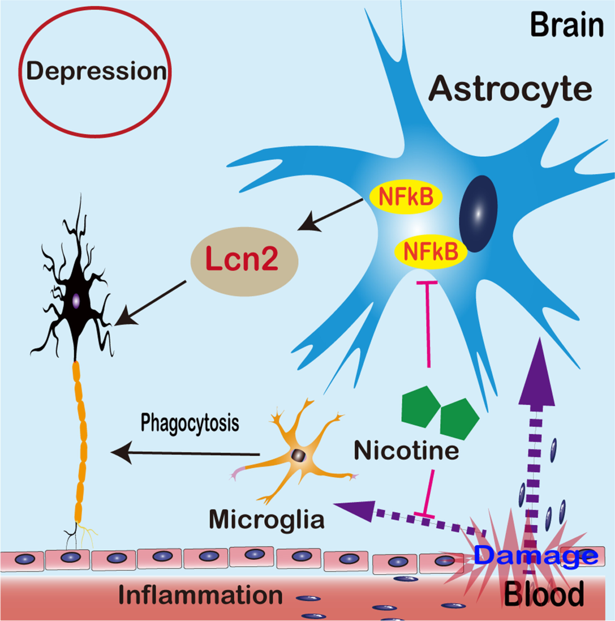 Nicotine suppresses crystalline silica-induced astrocyte activation and neuronal death by inhibiting NF-κB in the mouse hippocampus