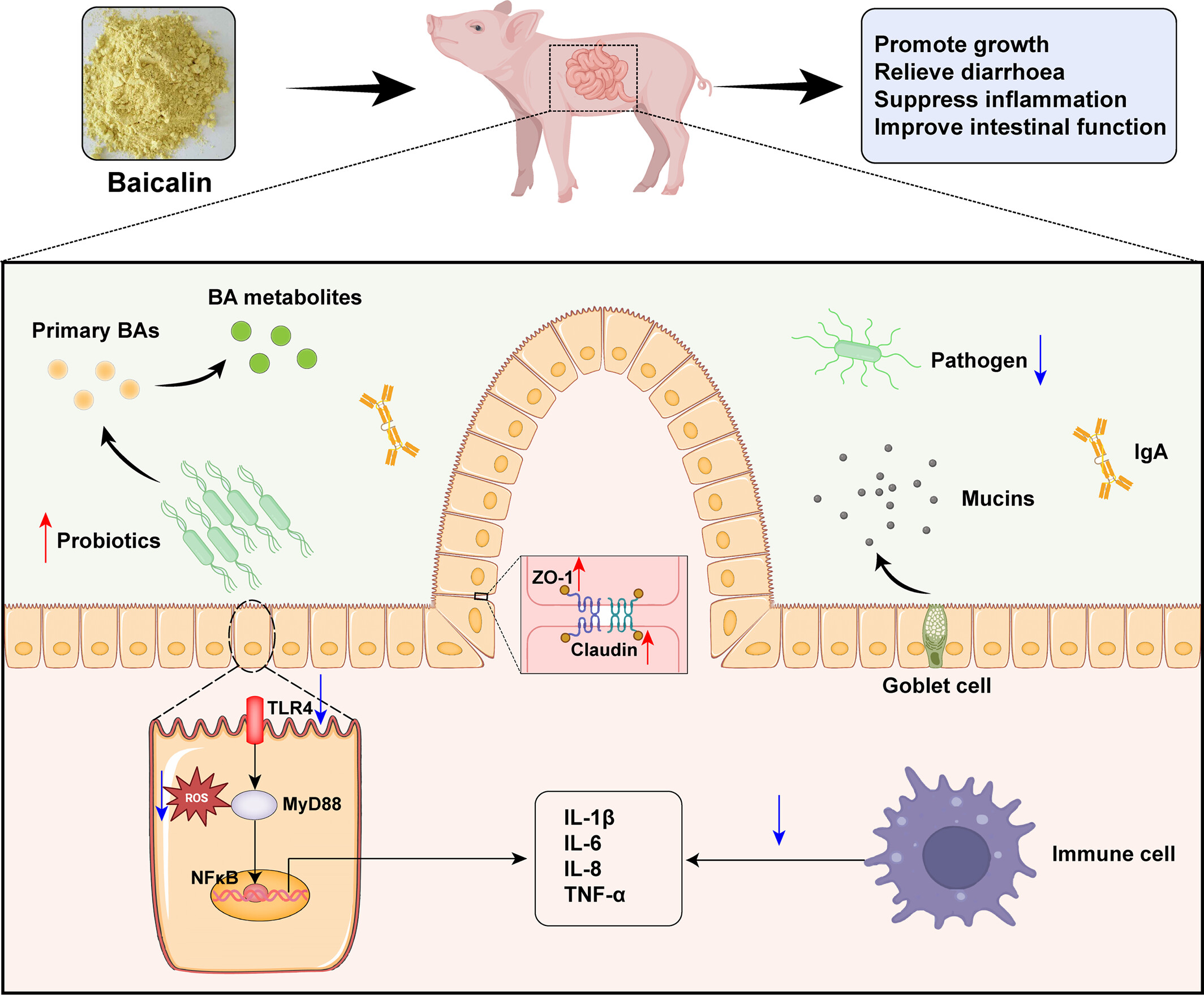 Dietary Baicalin Supplementation Can Enhance the Growth Performance of Weaned Piglets and Maintain the Intestinal Barrier Integrity Issue ,