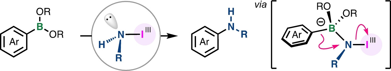 Amino-λ3-iodane-Enabled Electrophilic Amination of Arylboronic Acid Derivatives