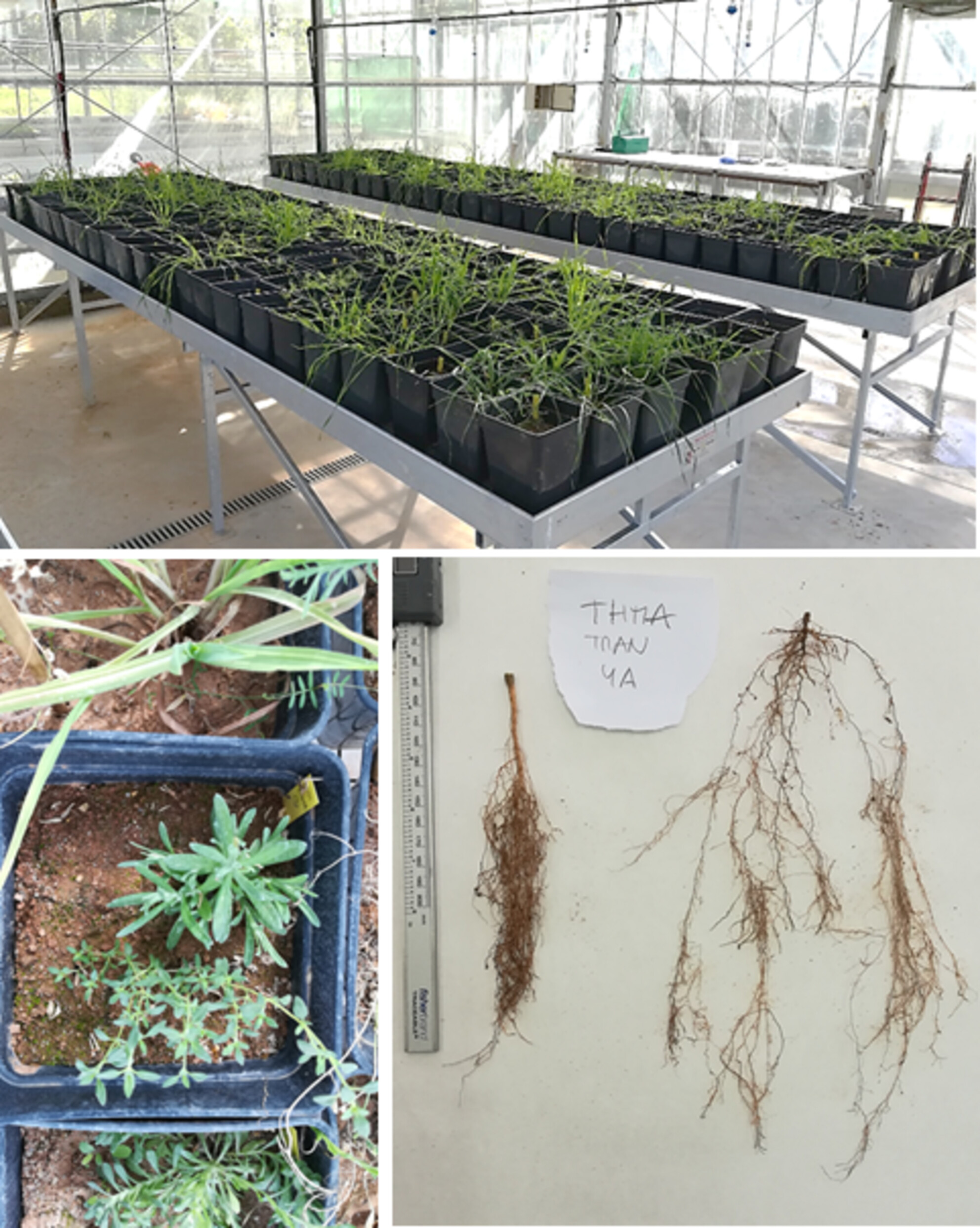 Functional Distance Mediates Plant Interactions