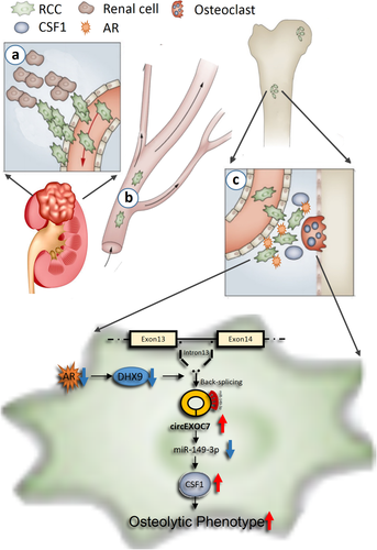 Details are in the caption following the image Details are in the caption following the image