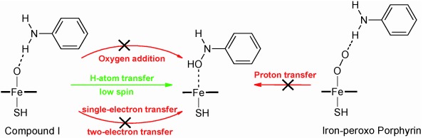 Model and Mechanism: N-Hydroxylation of Primary Aromatic Amines by Cytochrome P450