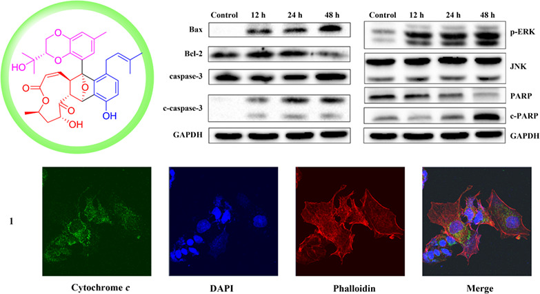 Lithocarpins E—G, Potent Anti-Tumor Tenellone-Macrolides from the Deep-Sea Fungus Phomopsis lithocarpus FS508