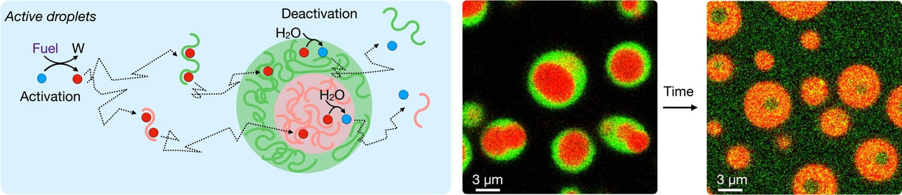 Phase Transitions in Chemically Fueled, Multiphase Complex Coacervate Droplets