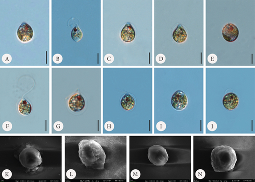 Details are in the caption following the image Details are in the caption following the image