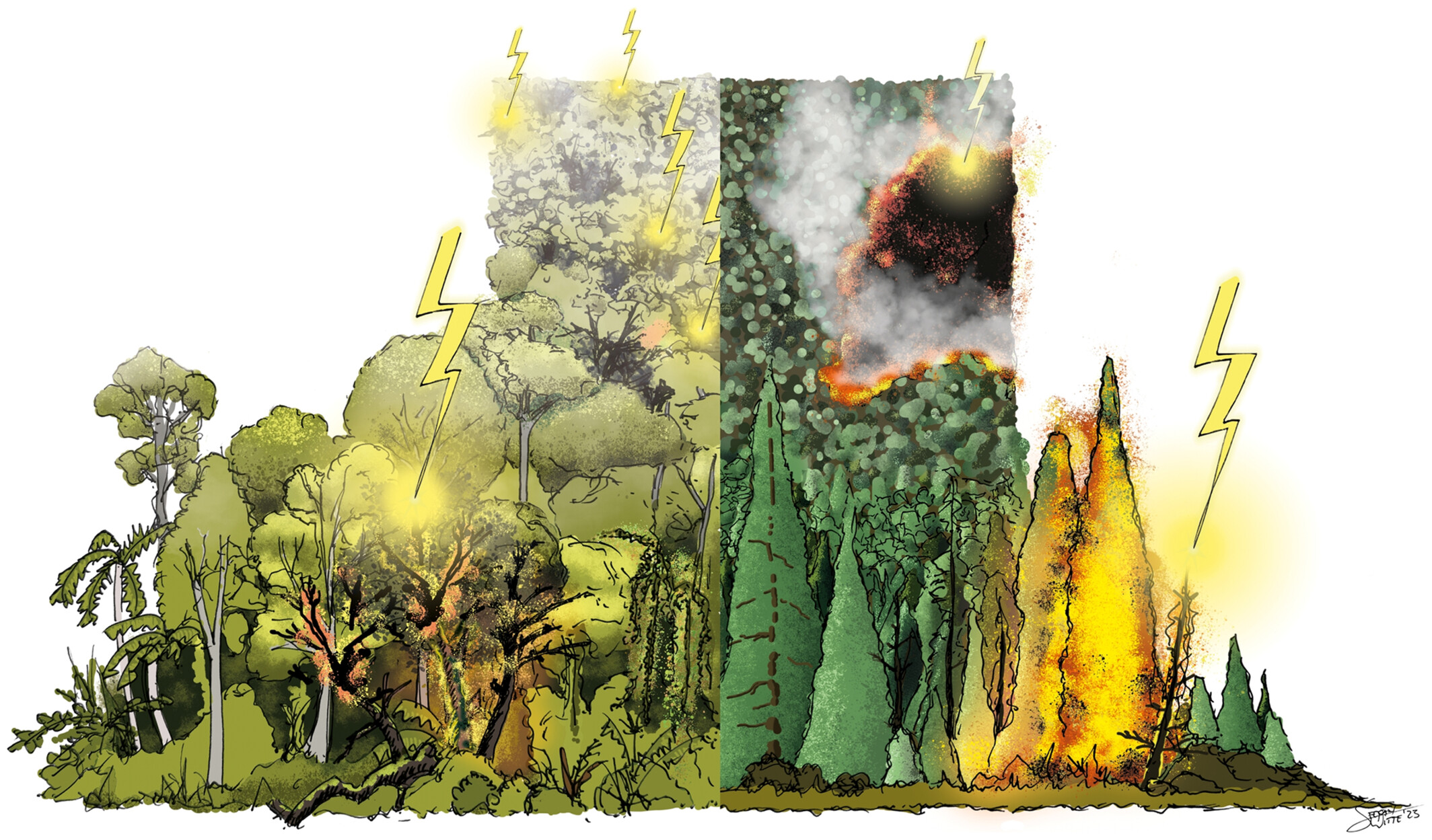 Lightning Impacts on Global Forest and Carbon Dynamics: Current Understanding and Knowledge Gaps