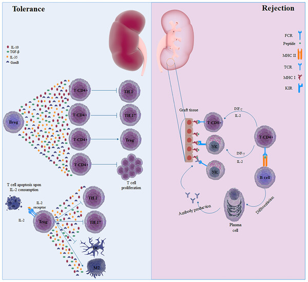 Immunological biomarkers of tolerance in human kidney transplantation: An updated literature review