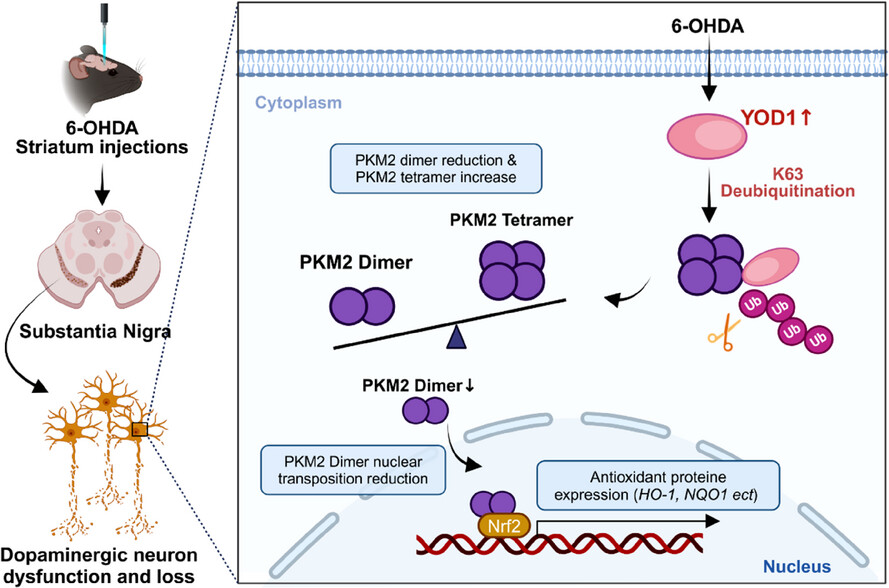 YOD1 regulates oxidative damage of dopamine neurons in Parkinson's disease by deubiquitinating PKM2 Issue 7, 2025
