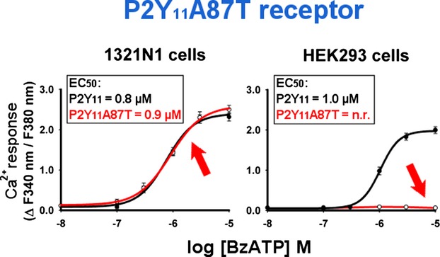 Alanine-(87)-threonine polymorphism impairs signaling and internalization of the human P2Y11 receptor, when co-expressed with the P2Y1 receptor