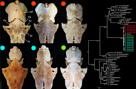 Incipient speciation, driven by distinct environmental conditions, in the marine catfishes of the genus Aspistor (Siluriformes, Ariidae), from the Atlantic coast of South America